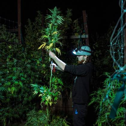 Carefully handling cannabis plants during night harvest