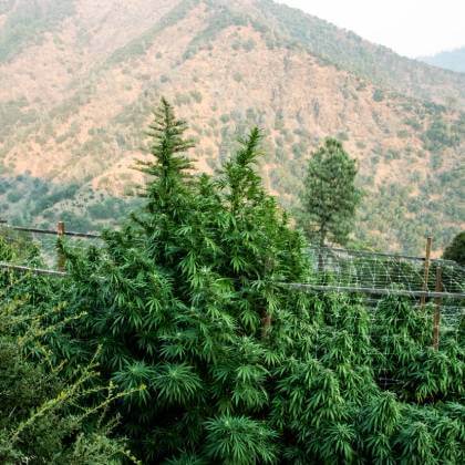 Panoramic view of massive plants in the valley
