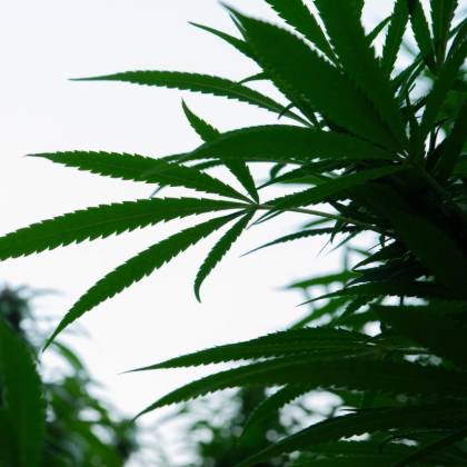 Looking up through the canopy of a mature cannabis plant