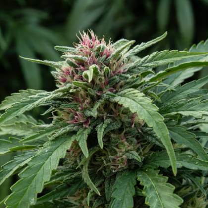 Close-up of pink-tinted Papaya strain buds