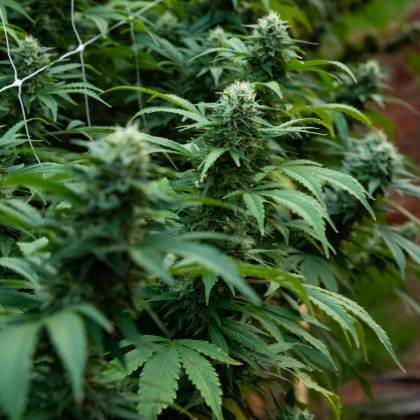 Close-up of our plants in full flower