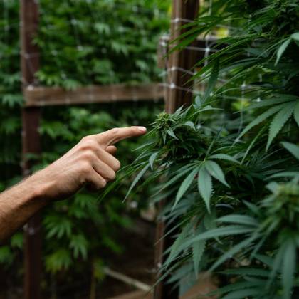 Examining the development of our premium flowers