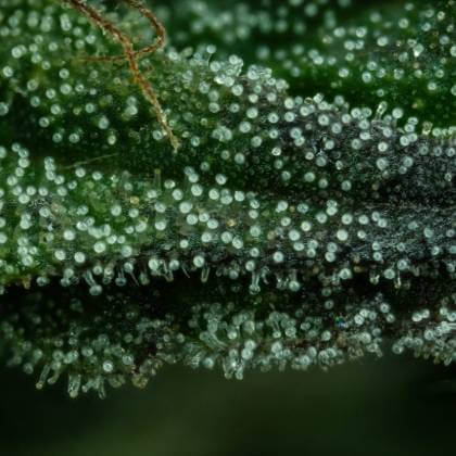 Macro view of fully ripened trichomes