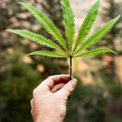 Distinctive sativa leaf pattern showing plant health