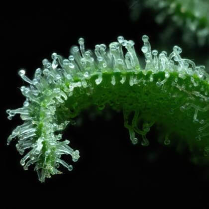 Macro shot of ripening trichomes on dark leaves