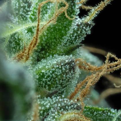 Detailed close-up of trichomes on a green cannabis leaf
