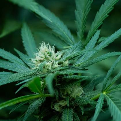 Pristine trichomes and pistils on a developing flower